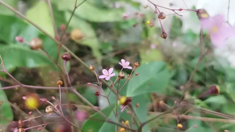 Javanese ginseng flower Video stock 233073583
