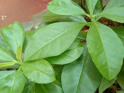 JAVANESE GINSENG Stock Photos