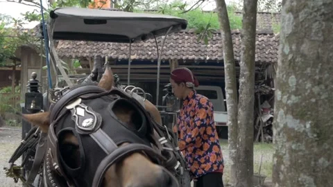Javanese horse carriage driver preparing Stock Footage 259463773
