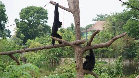 Javanese Langur or Trachypithecus auratus Stock Photos