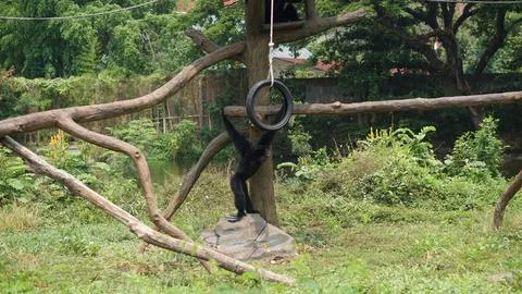 Javanese Langur or Trachypithecus auratus Stock Photos