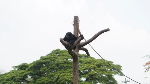 Javanese Langur or Trachypithecus auratus Foto stock