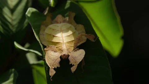 Javanese Leaf Insect, Phyllium pulchrifo... | Stock Video | Pond5