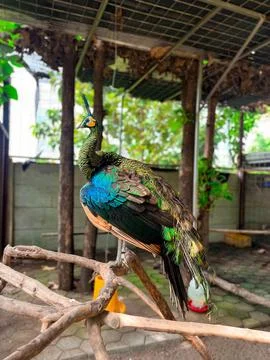 Javanese Peacock Stock Photos