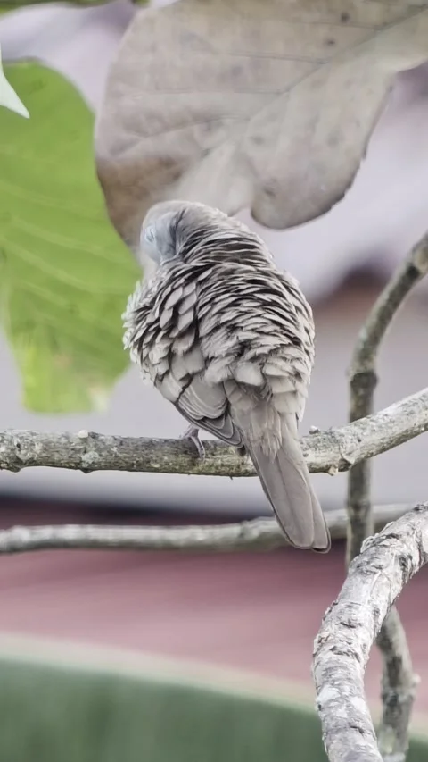 A Javanese spotted dove perches on a tree branch Stock-Footage 341322854