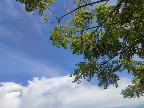 Javanese timber tree Stock Photos