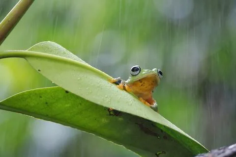 Javanese tree frog on green leaf, flying frog sitting on green leaf Stock Photos
