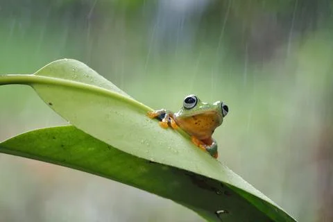 Javanese tree frog on green leaf, flying frog sitting on green leaf Stock Photos
