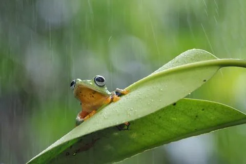Javanese tree frog on green leaf, flying frog sitting on green leaf Stock Photos
