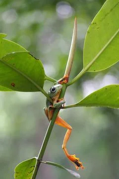 Javanese tree frog on green leaf, flying frog sitting on green leaf Stock Photos
