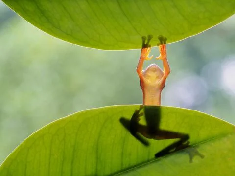 Javanese tree frog on green leaf, flying frog sitting on green leaf Stock Photos