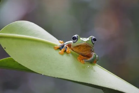 Javanese tree frog on green leaf, flying frog sitting on green leaf Stock Photos