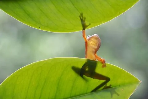 Javanese tree frog on green leaf, flying frog sitting on green leaf Stock Photos