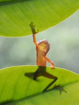 Javanese tree frog on green leaf, flying frog sitting on green leaf Stock Photos