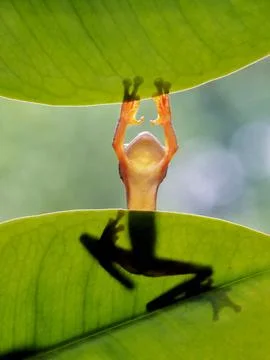 Javanese tree frog on green leaf, flying frog sitting on green leaf Stock Photos