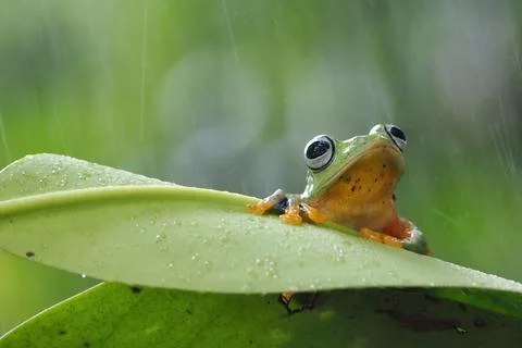 Javanese tree frog on green leaf, flying frog sitting on green leaf Stock Photos