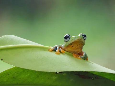 Javanese tree frog on green leaf, flying frog sitting on green leaf Foto stock