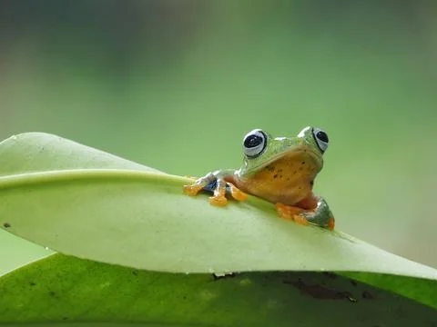Javanese tree frog on green leaf, flying frog sitting on green leaf Stock Photos