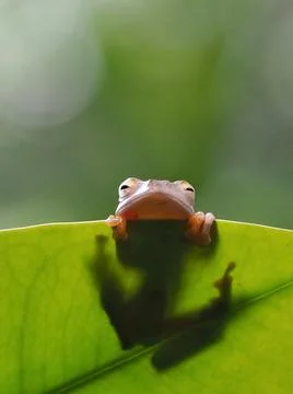 Javanese tree frog on green leaf, flying frog sitting on green leaf Stock Photos
