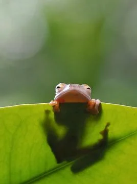 Javanese tree frog on green leaf, flying frog sitting on green leaf Stock Photos