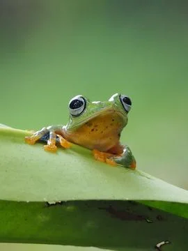 Javanese tree frog on green leaf, flying frog sitting on green leaf Stock Photos