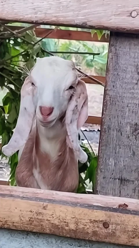 A Javanese white goat Stock Footage 277475008