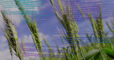 JavaScript code appearing left of wheat stalks swaying while overlays rising Stock Footage 312758251