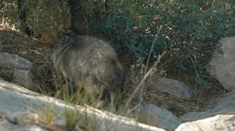 Javelina eating and gets spooked Stock Footage