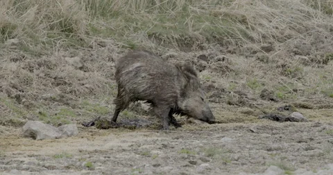 Javelina Scratching Itching Rolling In Mud Bath for Parasites Ectoparasites Stock Footage 198371226