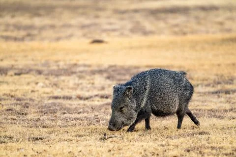 Javelina Sniffs The Ground While Walking Across Field 写真素材