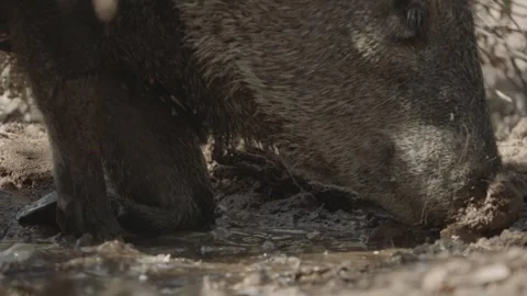 Javelinas at a mud hole in the desert Stock Footage 267090504