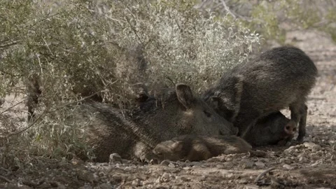 Javelinas at a mud hole in the desert Stock Footage 267090524