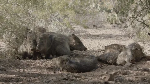 Javelinas at a mud hole in the desert Stock Footage 267090541