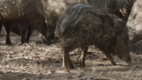 Javelinas at a mud hole in the desert Stock Footage 267090557