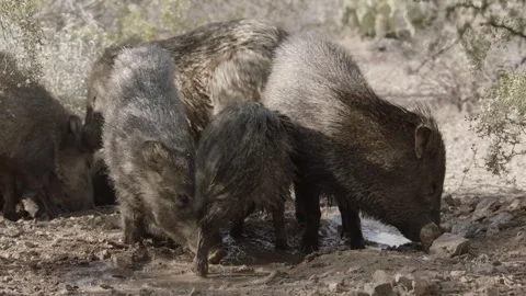 Javelinas at a mud hole in the desert Stock Footage 267090559