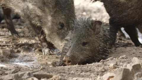 Javelinas at a mud hole in the desert Stock Footage 267090571