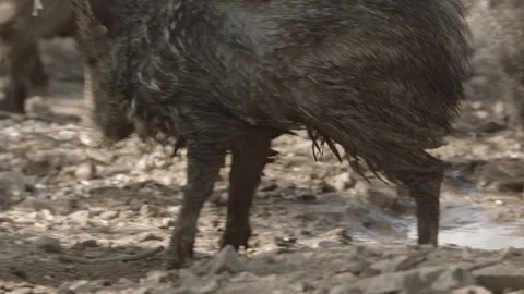 Javelinas at a mud hole in the desert Stock Footage 267090573