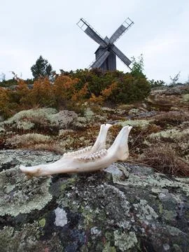 Jaw bone of a deer Stock Photos