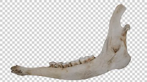 Jaw bone Stock Photos