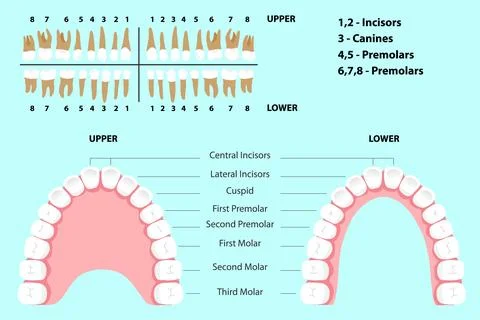 The jaw of a man with teeth 스톡 일러스트