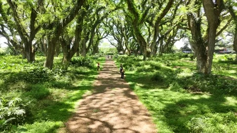 Jawatan Forest in Banyuwangi, East Java, Indonesia. Stock Footage 321355355