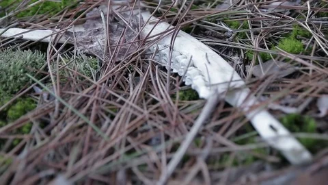 Jawbone in the Woods 스톡 동영상 79584350