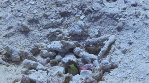 Jawfish Vídeo Stock 7132920