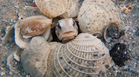 Jawfish Video stock 64255236