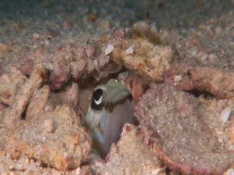 Jawfish Stock Footage 98670000