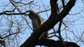 Jawning lynx bobcat sitting on a tree stock footage HD Footage