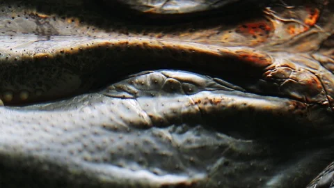 The jaws of a crocodile in the water. Stock Footage 102231726