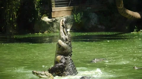 Jaws of Danger: Massive Crocodile Leaps for Prey in the Florida Everglades Stock Footage 246895272
