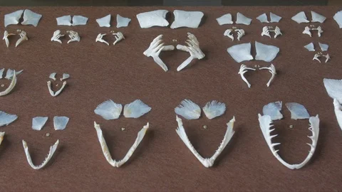 Jaws Of Fish Skeleton Stock Footage 117562034