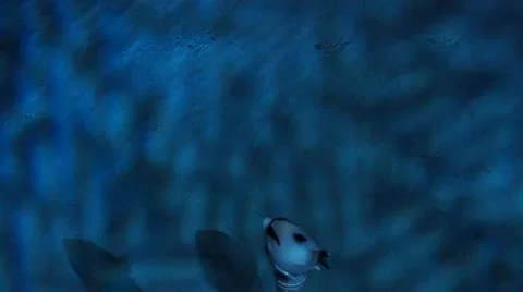 Jaws Stock-Footage 11692678